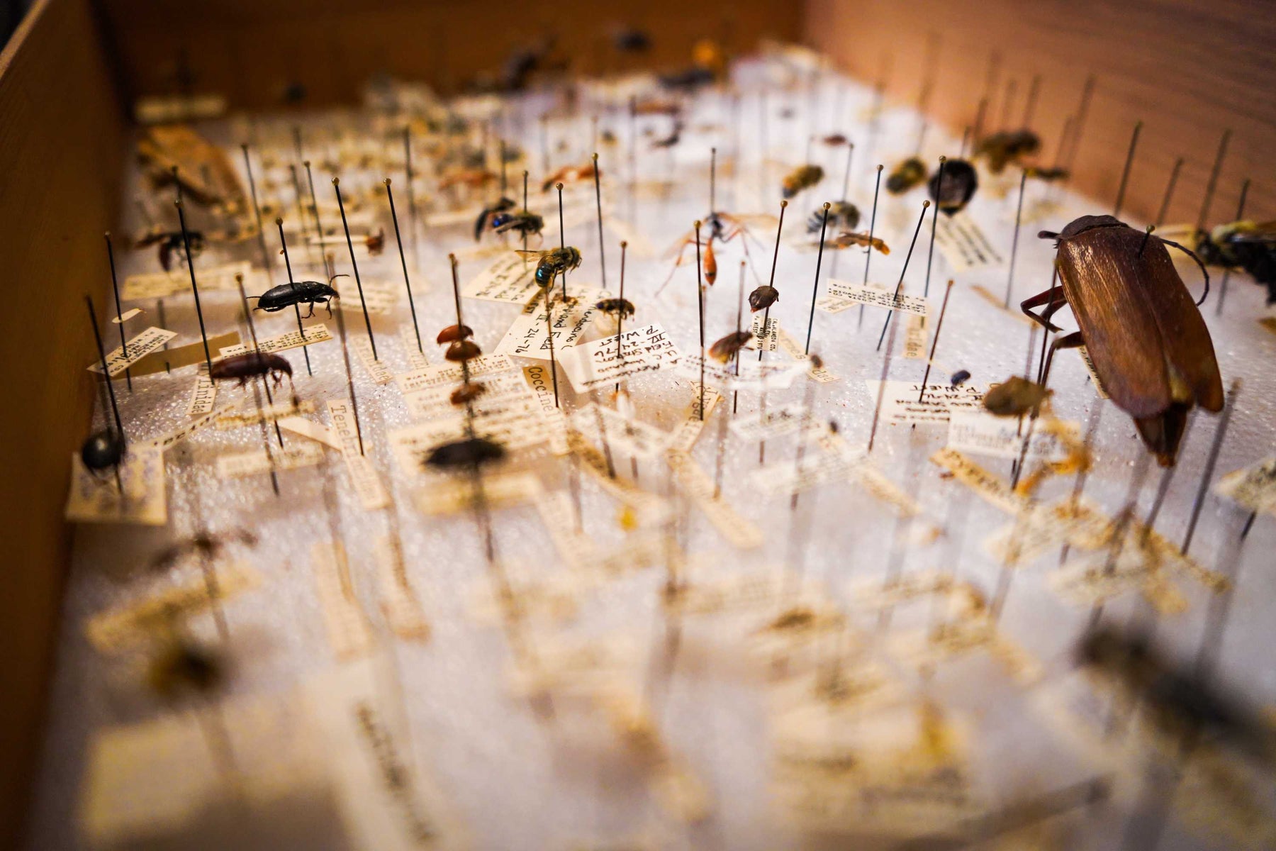 Le Naturaliste How to Start Your Own Insect Collection
