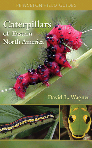 CATERPILLARS OF EASTERN NORTH AMERICA for Science and Nature from Le Naturaliste