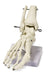 HUMAN FOOT SKELETON MODEL for Science and Nature from Le Naturaliste