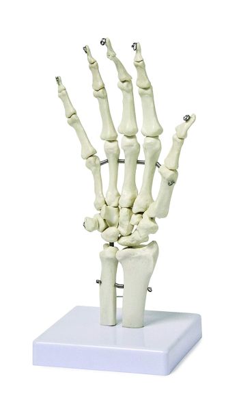 HUMAN HAND SKELETON MODEL for Science and Nature from Le Naturaliste