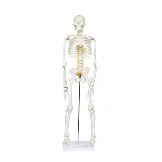 HUMAN SKELETON MODEL WITH NERVES 85CM for Science and Nature from Le Naturaliste