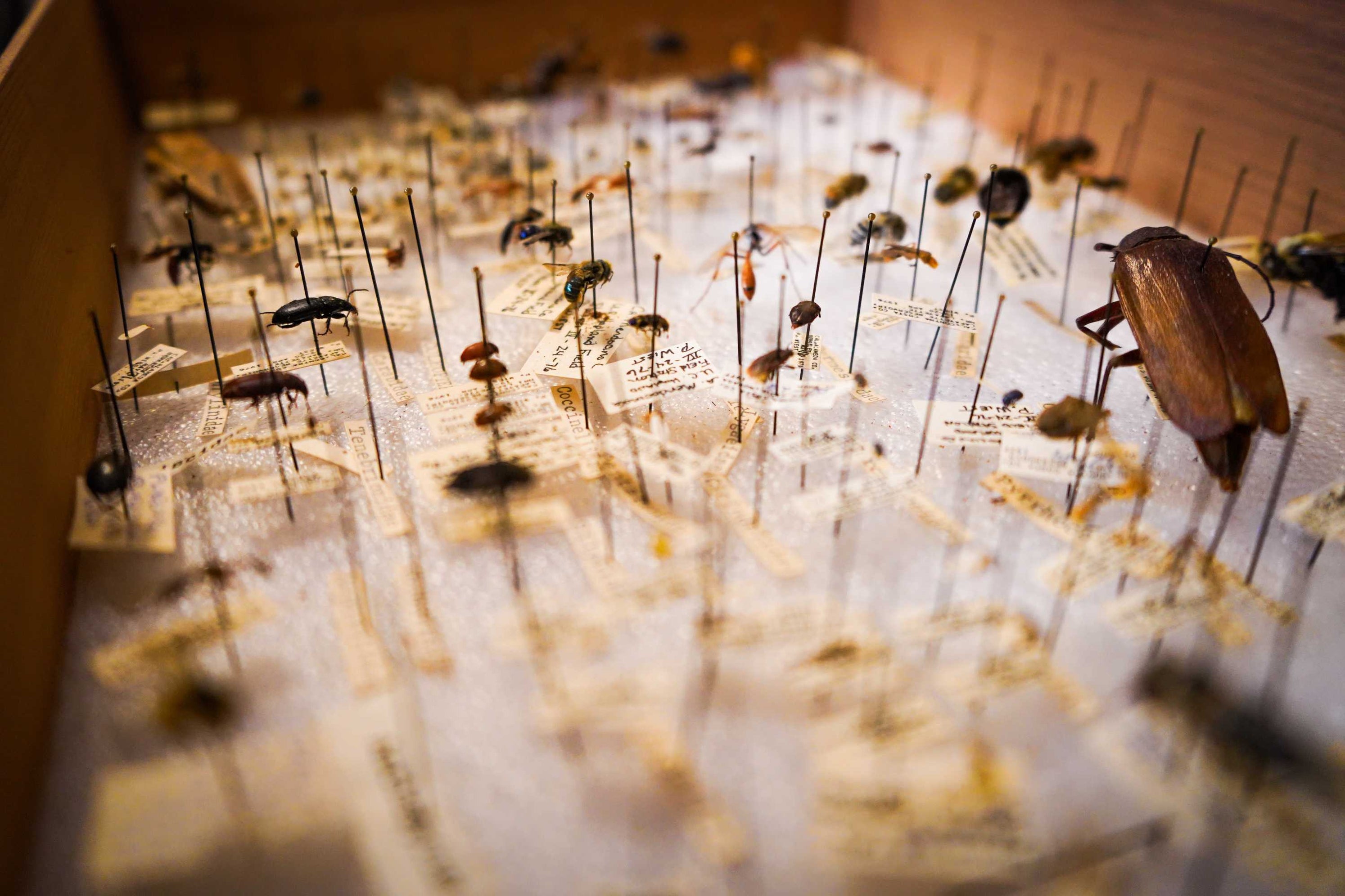 How to Start Your Own Insect Collection — Le Naturaliste, Sciences et ...