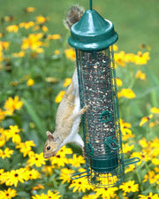 Squirrel on the Squirrel Buster Classic: its weight closes the seed ports