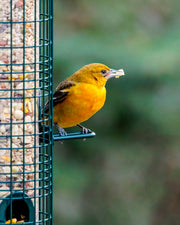 Squirrel Buster Classic feeder with songbirds at the seed ports