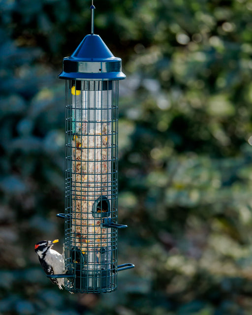 Squirrel Buster Classic squirrel-proof bird feeder hanging in a garden