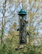 Squirrel Buster Classic feeder in a fall setting