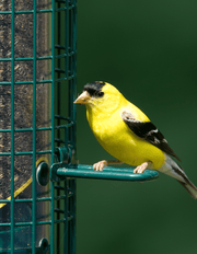 Squirrel Buster Finch Nyjer feeder, full view