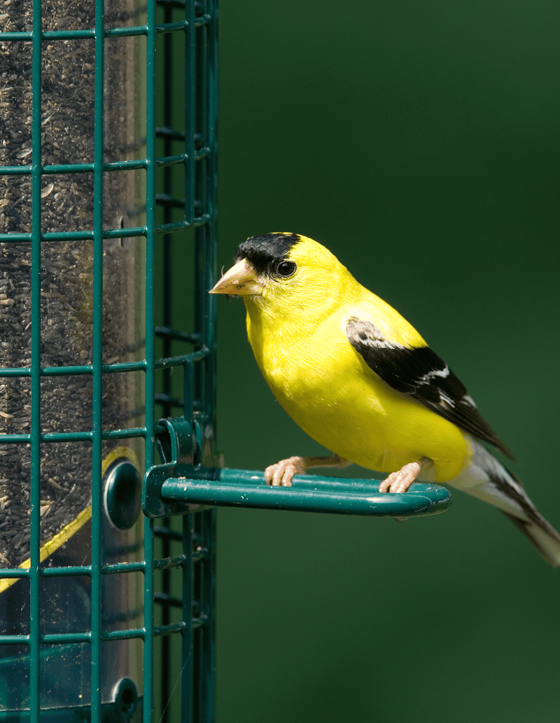 Squirrel Buster Finch Nyjer feeder, full view