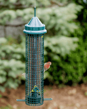 Squirrel Buster Finch - vue 3 (oiseaux en situation)