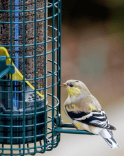 Squirrel Buster Finch - vue 2 (chardonneret en gros plan)