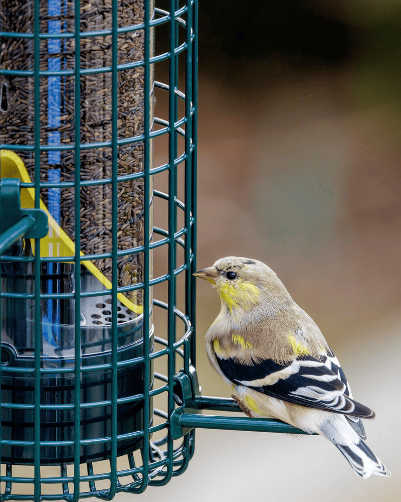 Squirrel Buster Finch - vue 2 (chardonneret en gros plan)