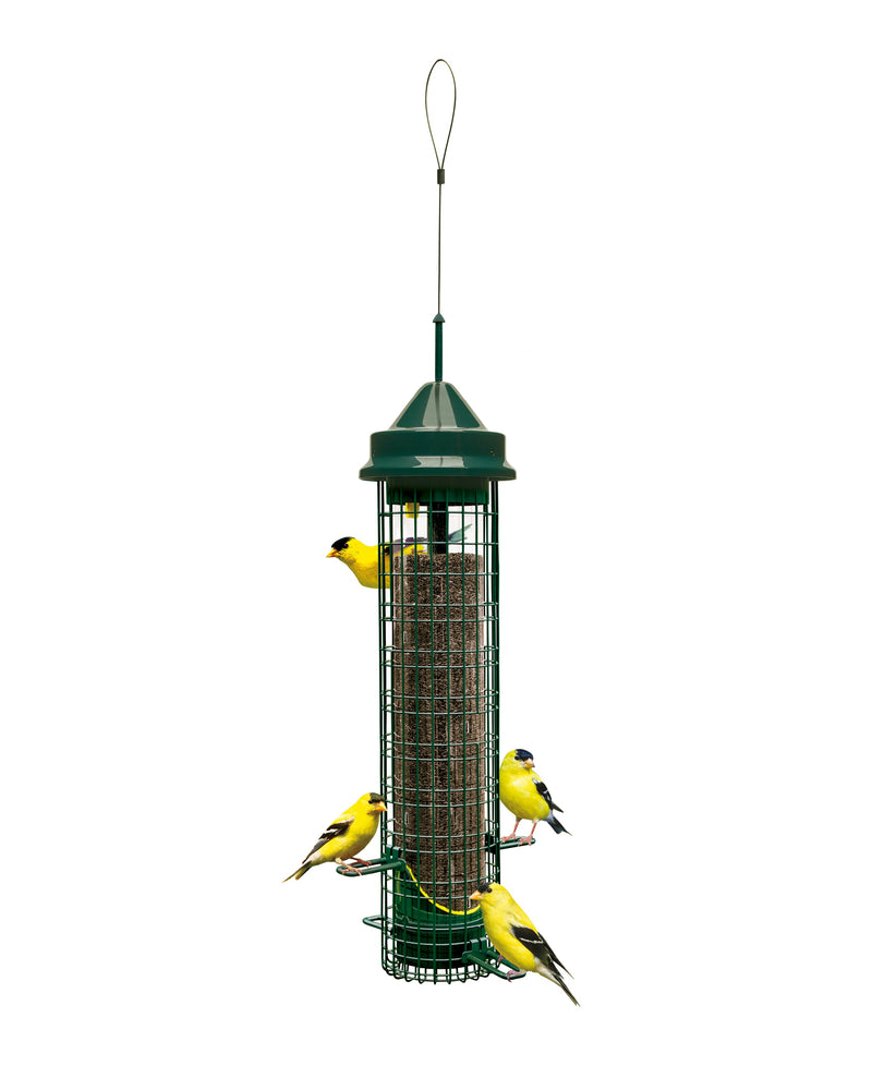 Squirrel Buster Finch - vue 4 (angle)