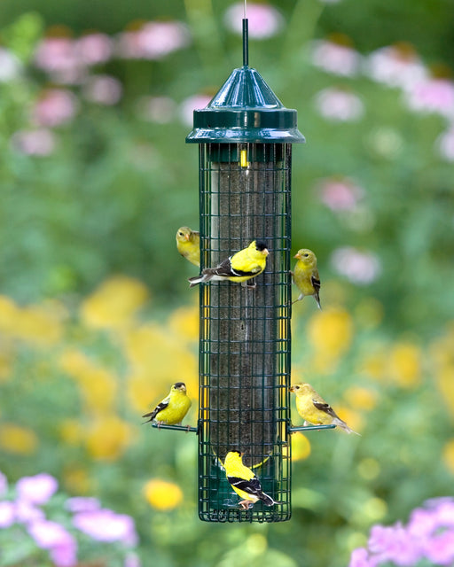 Squirrel Buster Finch
