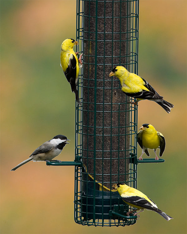 Squirrel Buster Finch: perches and wire shroud for perching and clinging birds