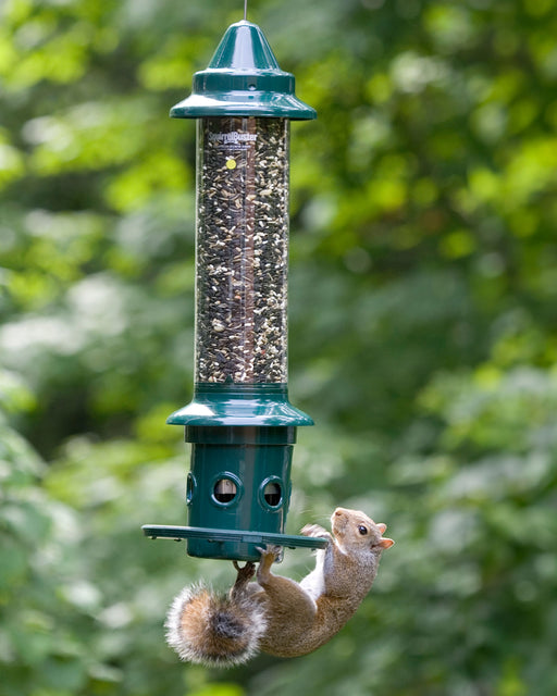 Squirrel on the Squirrel Buster Plus: its weight closes the seed ports