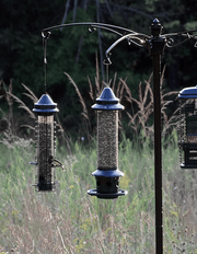 Squirrel Buster Plus feeder in a fall garden setting