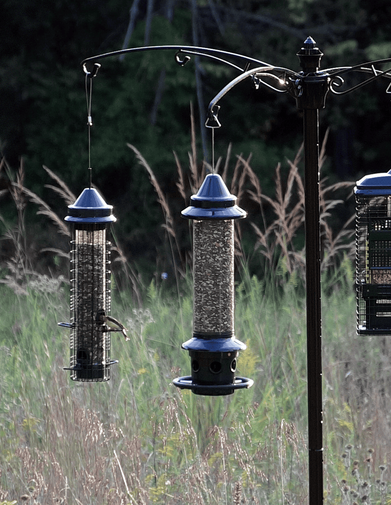 Squirrel Buster Plus feeder in a fall garden setting