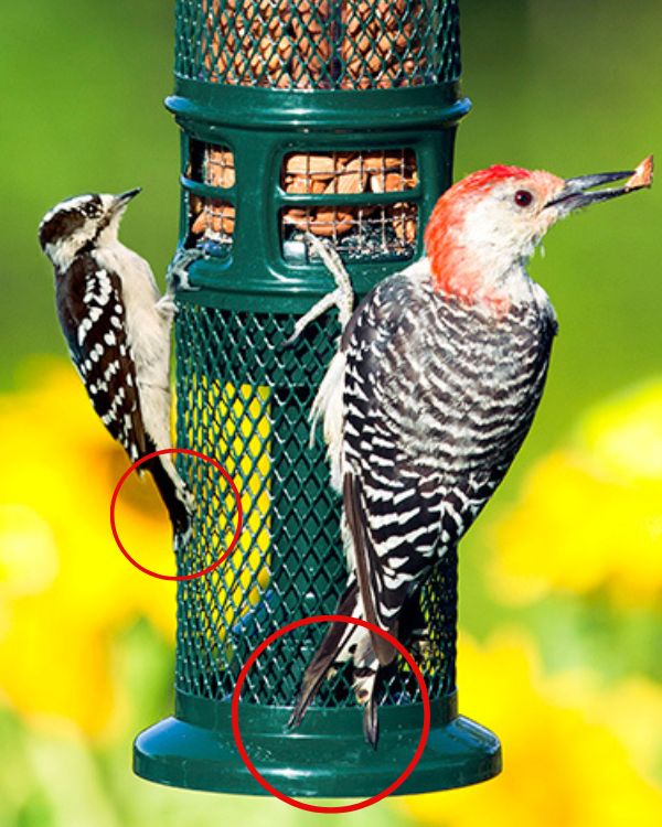 Woodpecker using the tail prop of the Squirrel Buster Nut Feeder