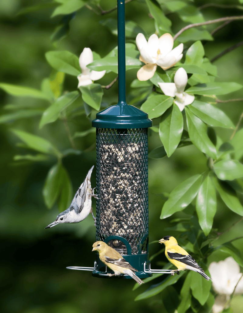 Squirrel Buster Mini compact squirrel-proof feeder, full view