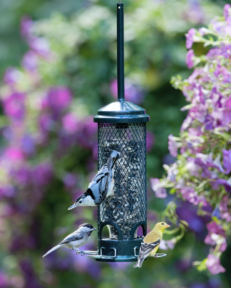 Squirrel Buster Mini Feeder