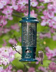 Squirrel Buster Standard Feeder