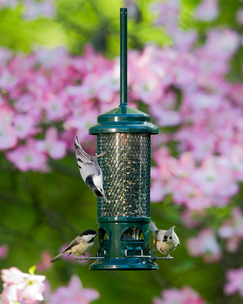 Squirrel Buster Standard - vue 2