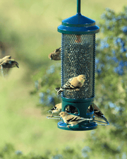 Squirrel Buster Legacy