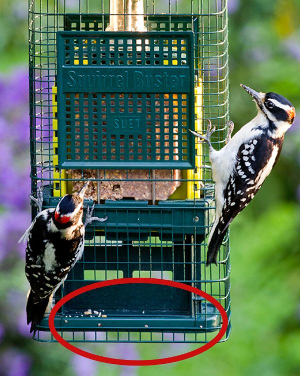 Squirrel Buster Suet - vue 3 (port a miettes)