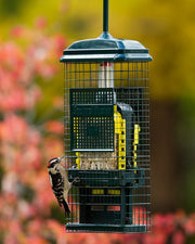 Squirrel Buster Suet feeder with a woodpecker