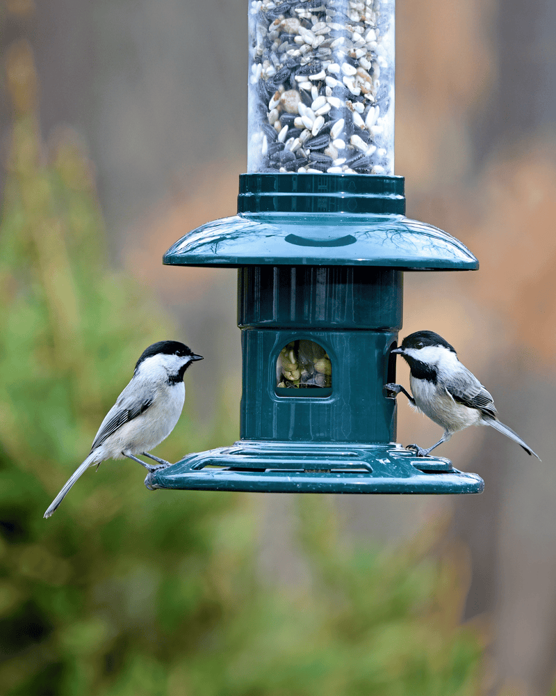 Chickadees feeding at the Squirrel Buster Evolution bird feeder