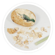 Buki Dino Egg – detail