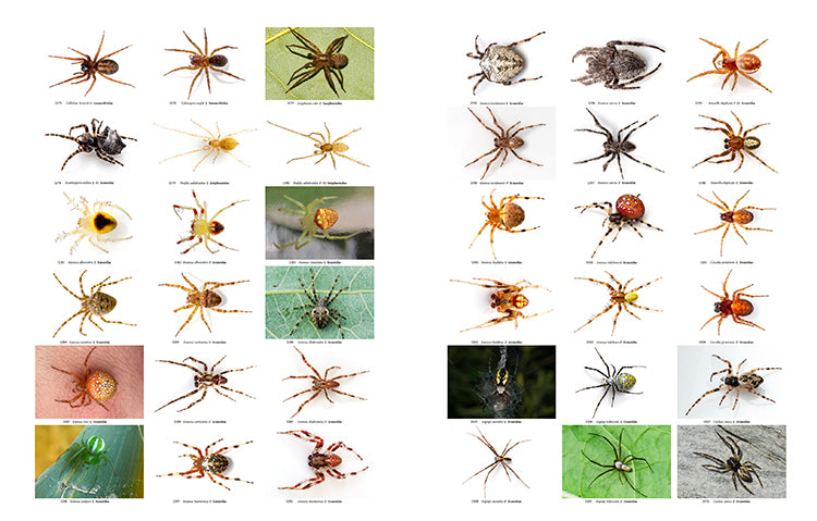 Les Araignées du Québec
