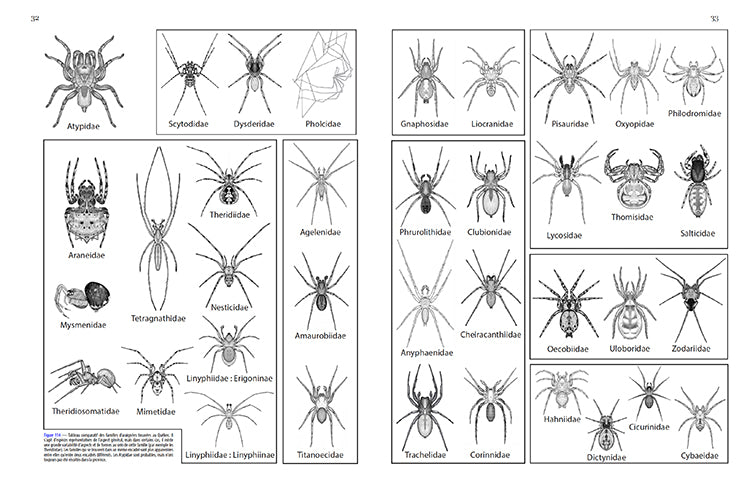 Les Araignées du Québec