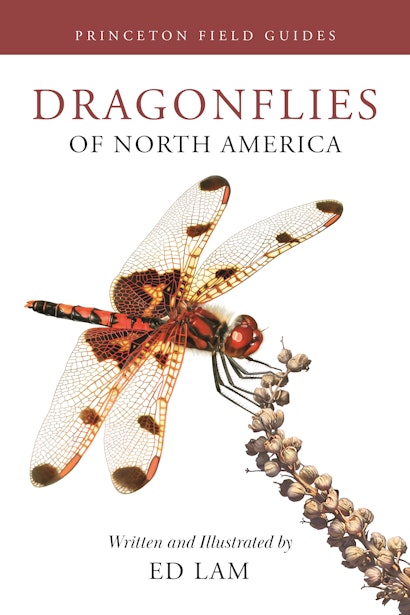 DRAGONFLIES OF NORTH AMERICA
