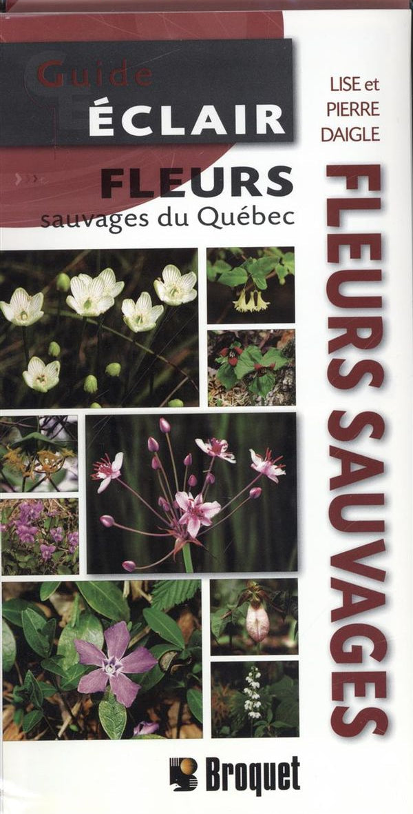 Guide Éclair – Wildflowers of Québec, French-language fold-out field guide published by Broquet