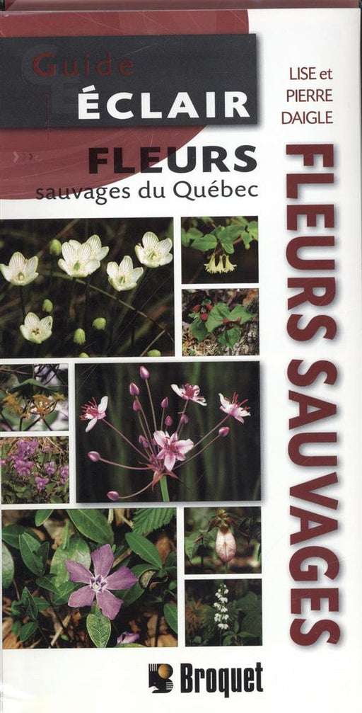 Guide Éclair – Wildflowers of Québec, French-language fold-out field guide published by Broquet