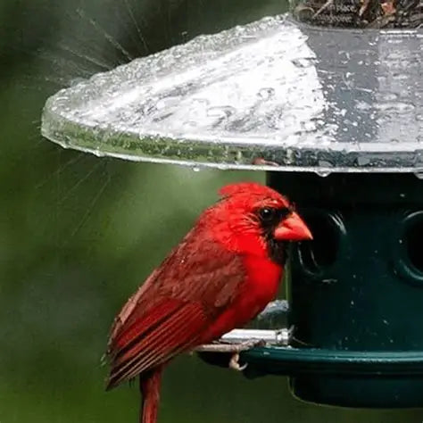 Squirrel Buster protection contre les intempéries
