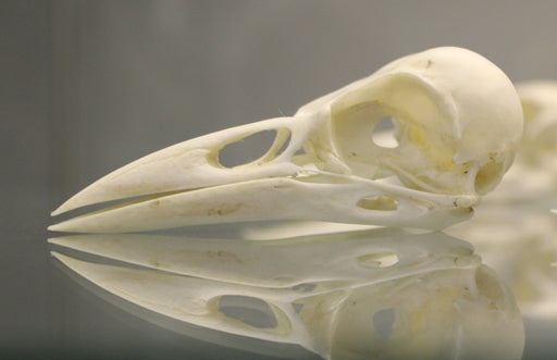 American crow skull (Corvus brachyrhynchos) — photo John Cummings, CC BY-SA 3.0, via Wikimedia Commons