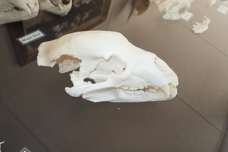 American black bear skull (Ursus americanus) — photo Thomas Quine, CC BY 2.0, via Wikimedia Commons