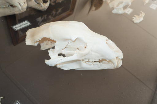 American black bear skull (Ursus americanus) — photo Thomas Quine, CC BY 2.0, via Wikimedia Commons