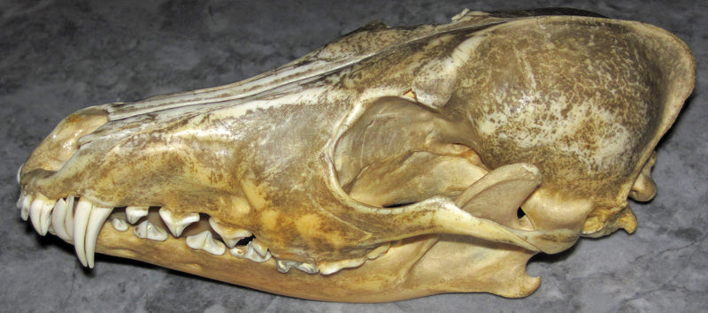 Coyote skull (Canis latrans) — photo James St. John, CC BY 2.0, via Wikimedia Commons