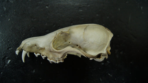 Gray wolf skull (Canis lupus) — photo Kirill Tsukanov, CC0, via Wikimedia Commons