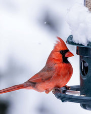 Cardinal Ring System: circular perch of the Squirrel Buster Plus