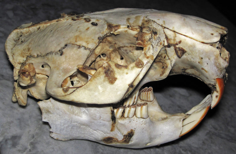 Beaver skull (Castor canadensis) — photo James St. John, CC BY 2.0, via Wikimedia Commons