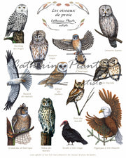 Les oiseaux de proie - détail