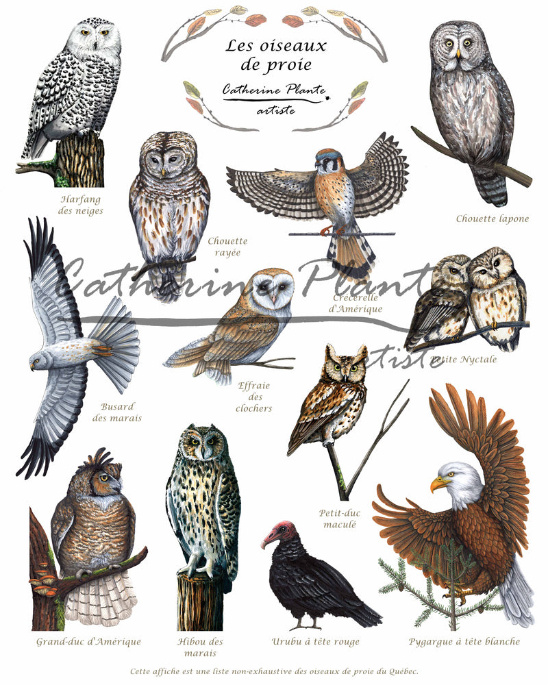 Les oiseaux de proie - détail