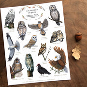 Les oiseaux de proie - détail