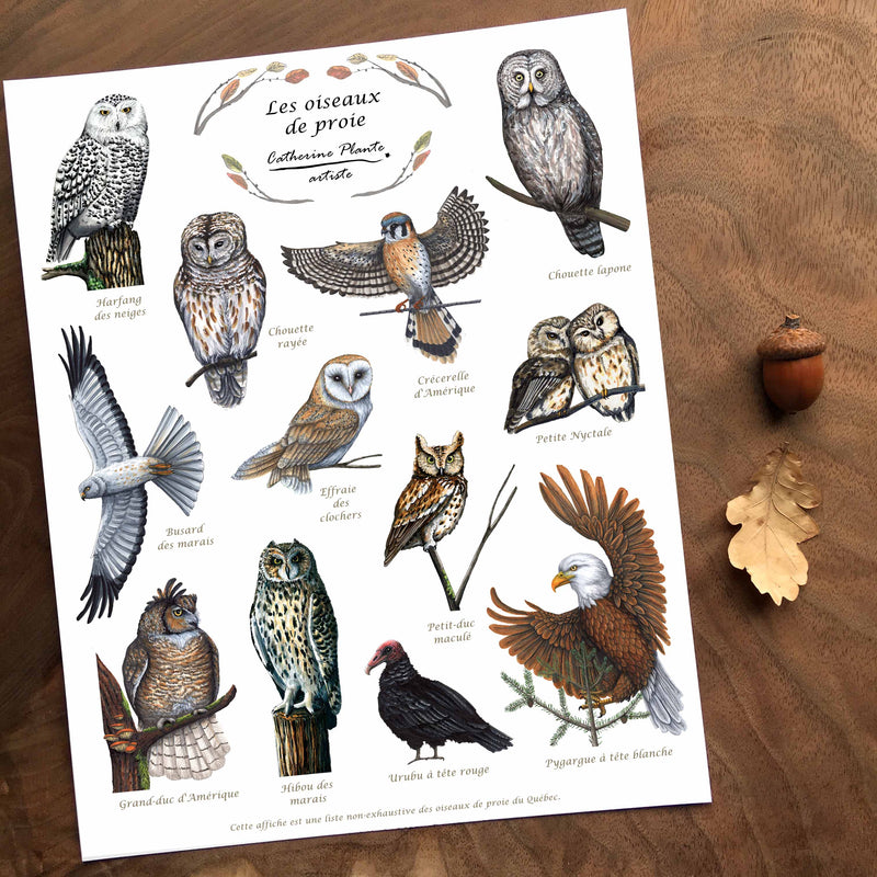 Les oiseaux de proie - détail