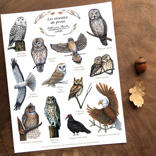 Les oiseaux de proie - détail