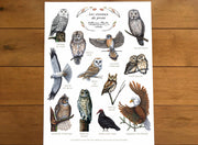Les oiseaux de proie - détail